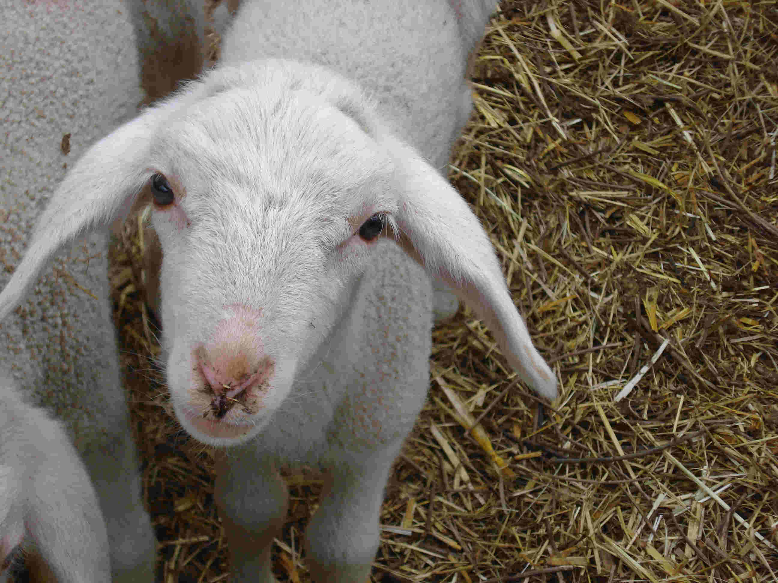 Darstadt Lamm von Robert Miles