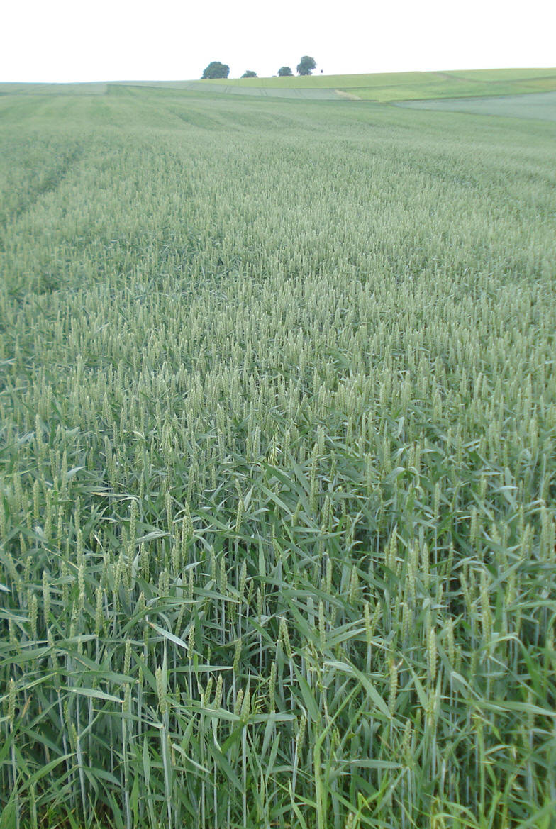 Darstadt Weizenacker, im Hintergrund der Nu�baum